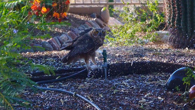Great Horned Owl - ML638716551
