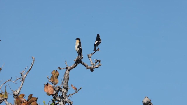 White-rumped Tanager - ML638716564