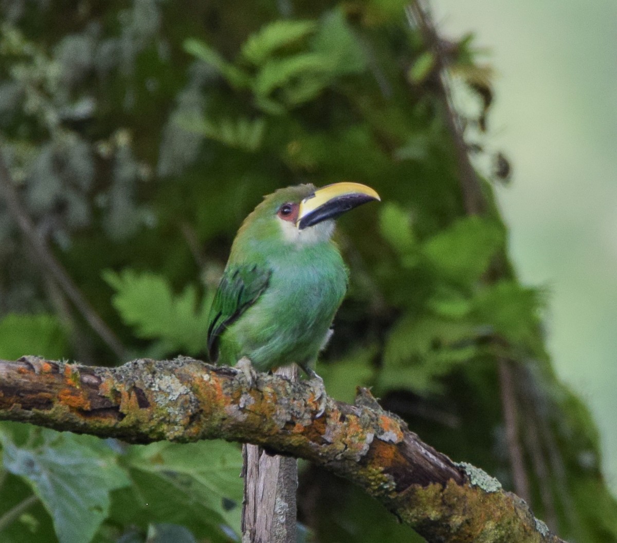 Northern Emerald-Toucanet - ML638716574