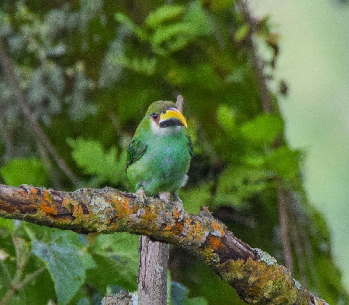 Northern Emerald-Toucanet - ML638716576