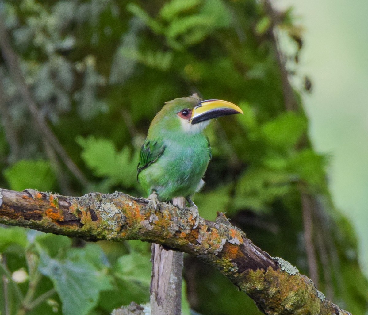Northern Emerald-Toucanet - ML638716577