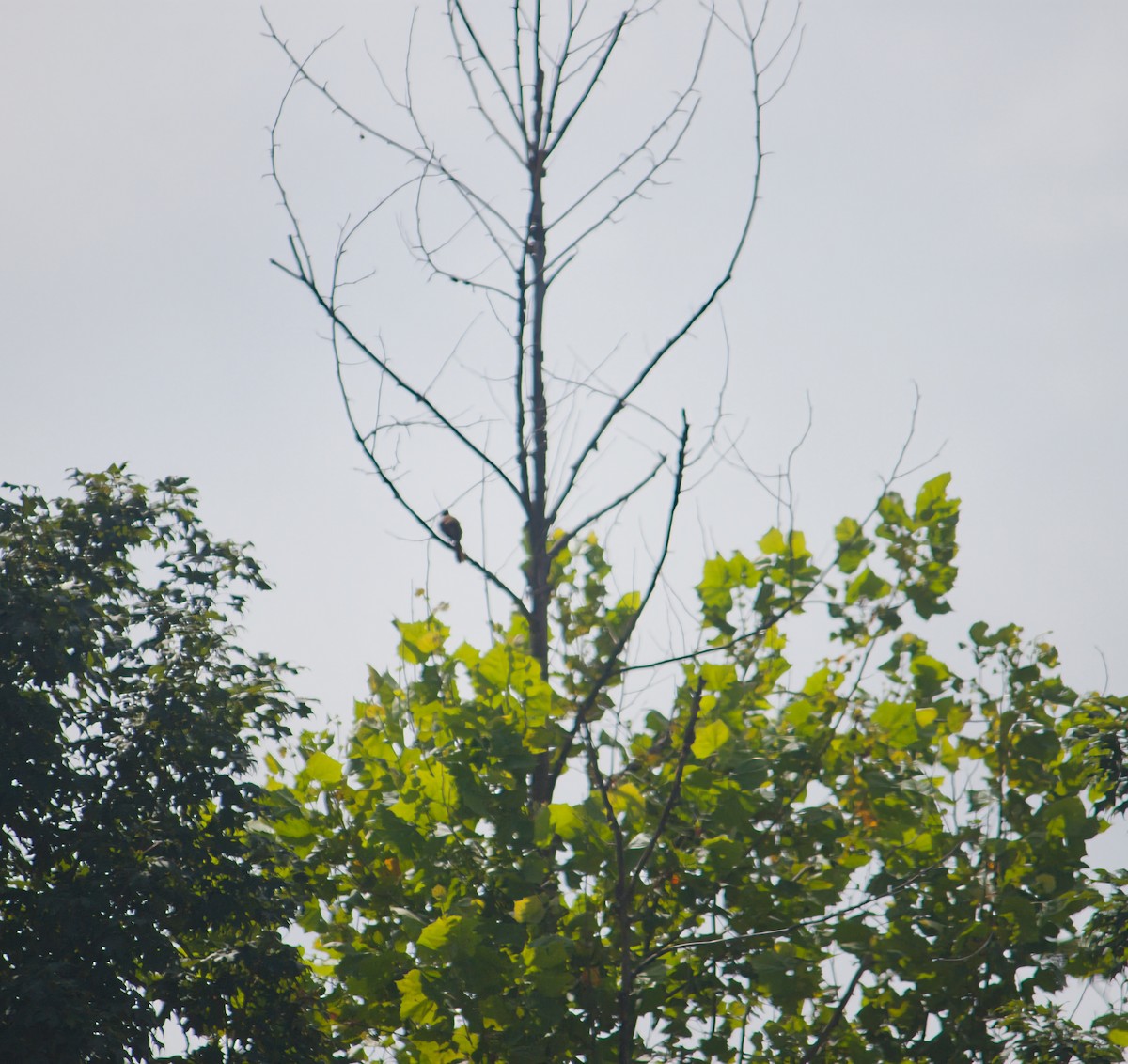 Brown Thrasher - ML638716586