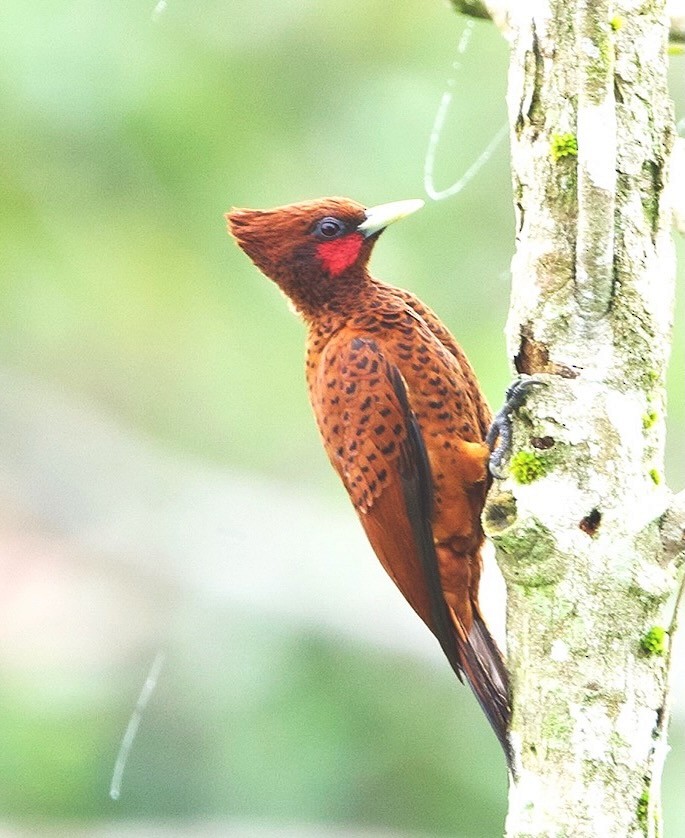 datel vlnkovaný [skupina grammicus] - ML638716588