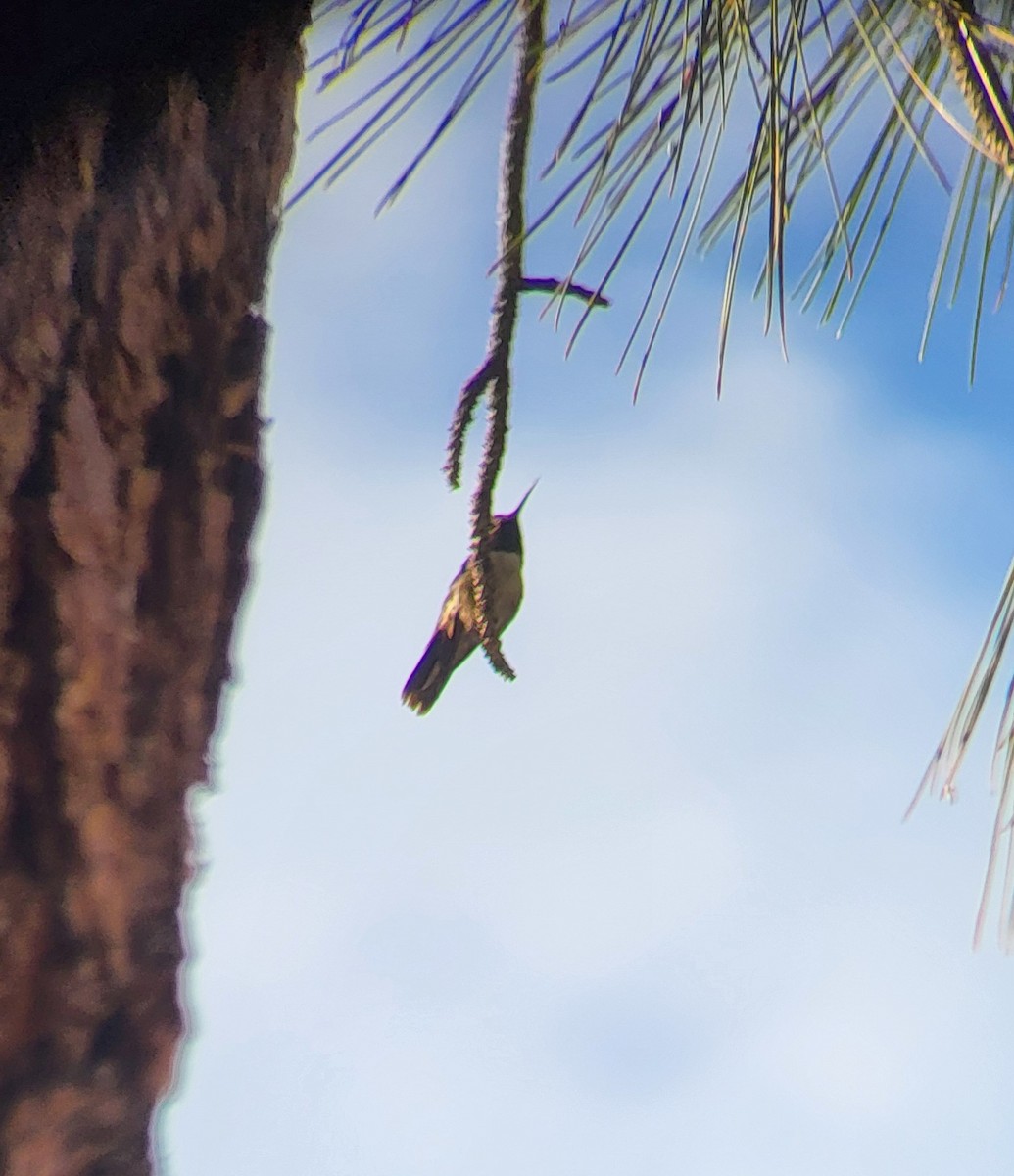 Black-chinned Hummingbird - ML638716589