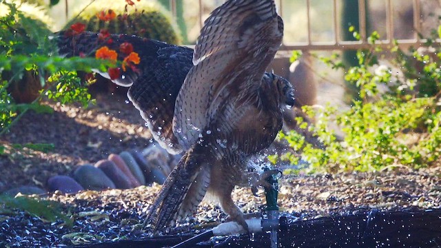 Great Horned Owl - ML638716620