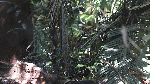 Tropical Royal Flycatcher - ML638716629
