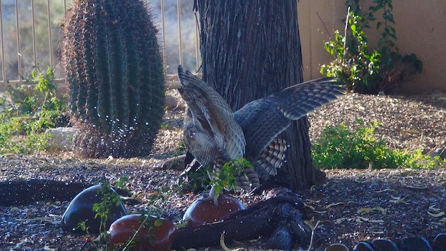 Great Horned Owl - ML638716666