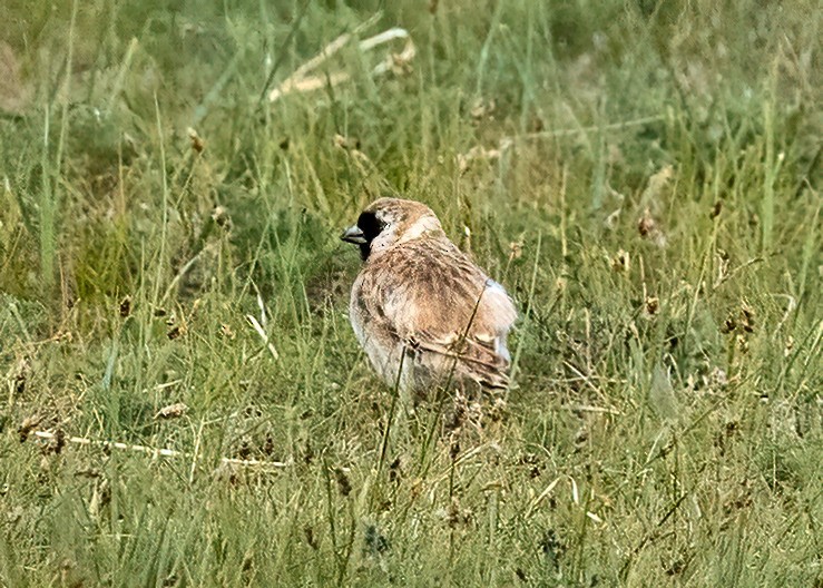 Pere David's Snowfinch - ML638716667