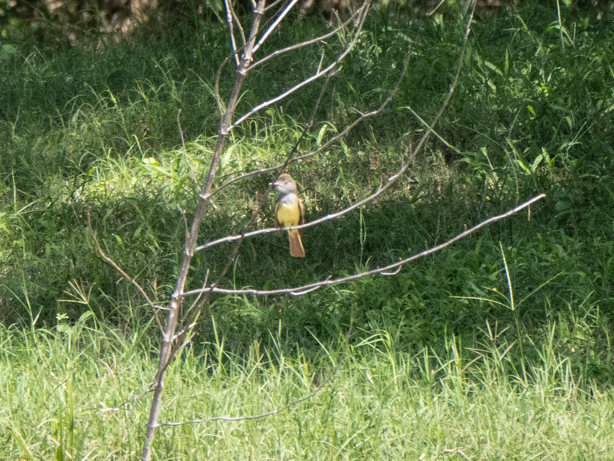 Great Crested Flycatcher - ML638716673