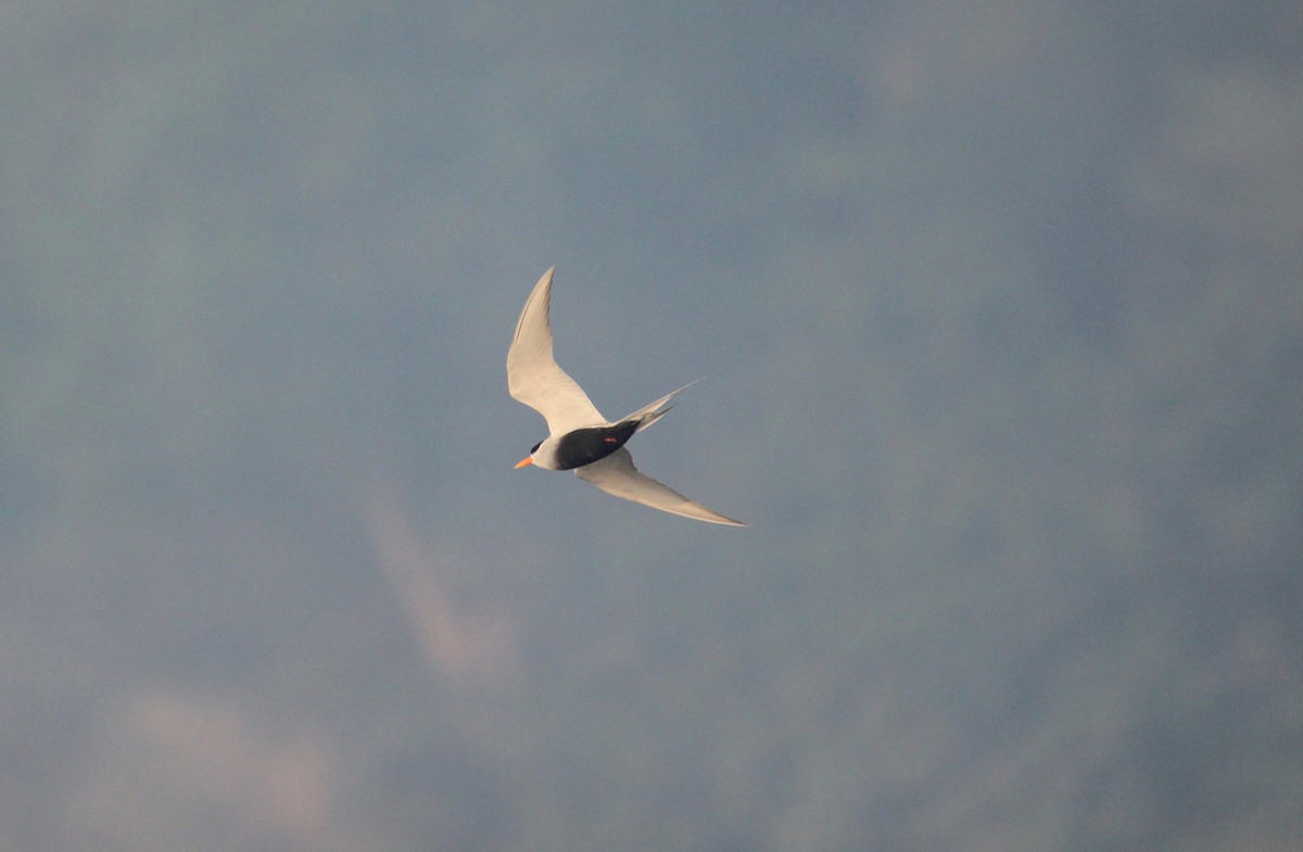 Black-bellied Tern - ML638716674