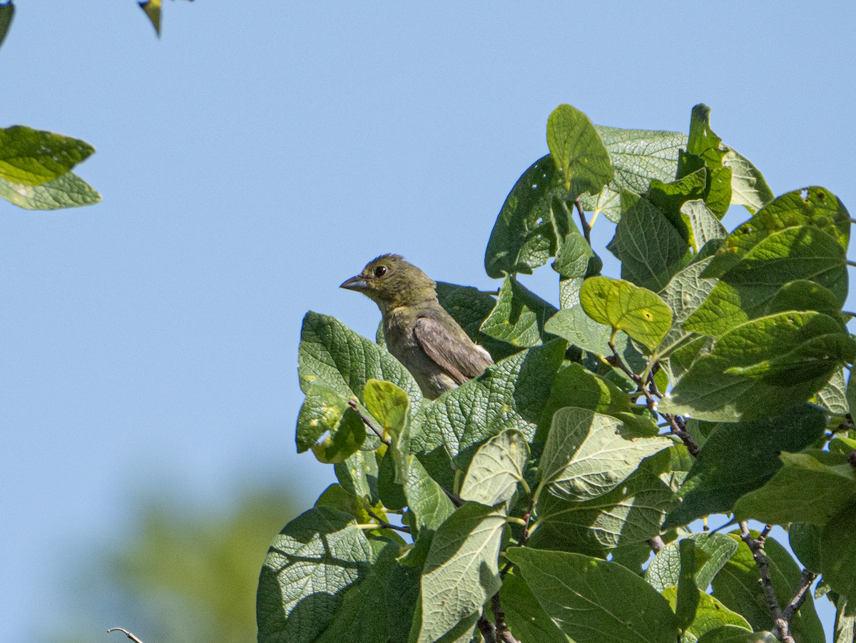 Painted Bunting - ML638716676