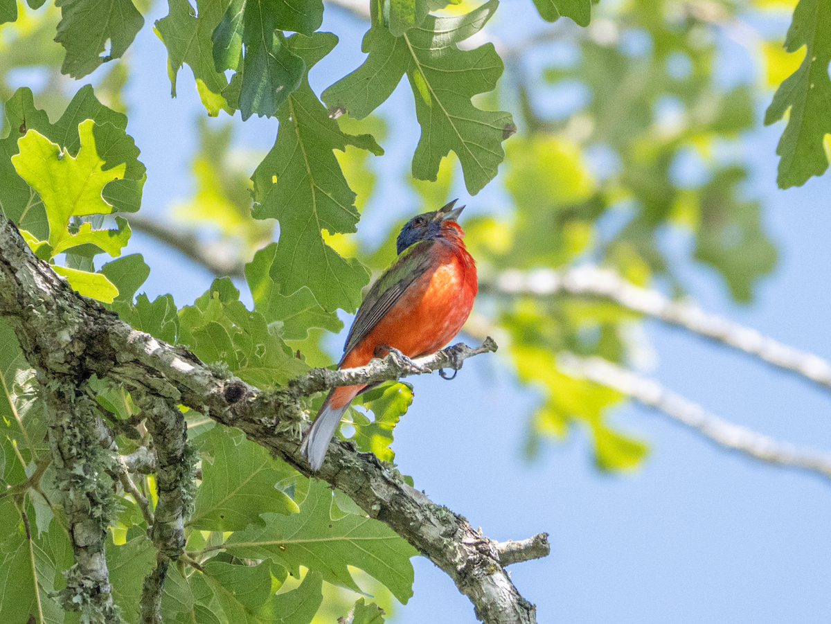 Painted Bunting - ML638716677