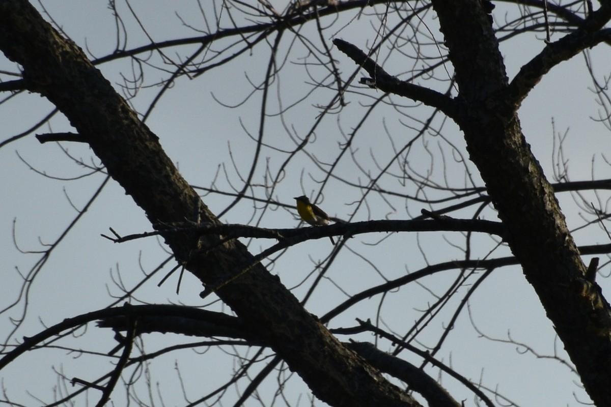 Yellow-breasted Chat - ML638716681