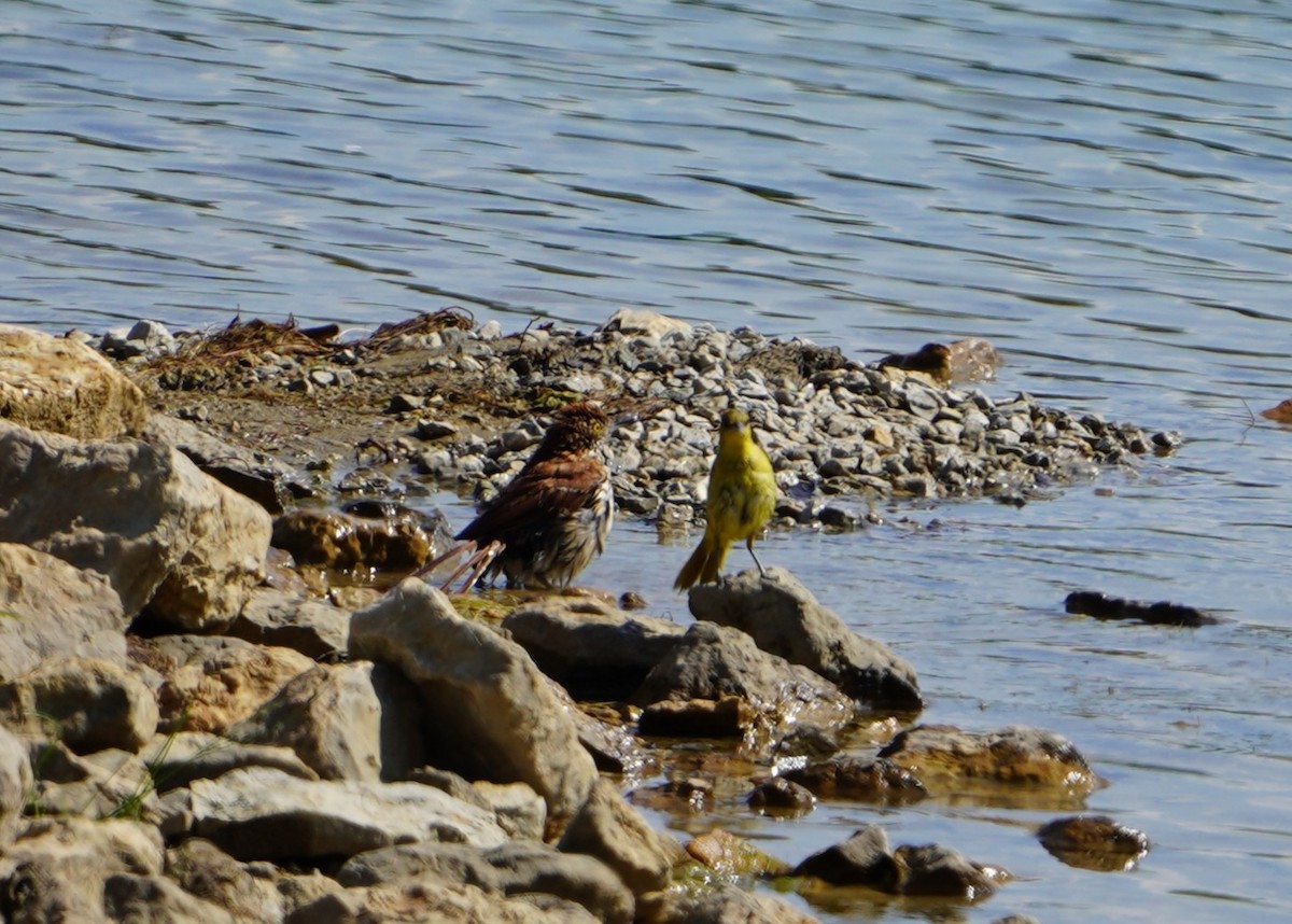 Brown Thrasher - ML638716693