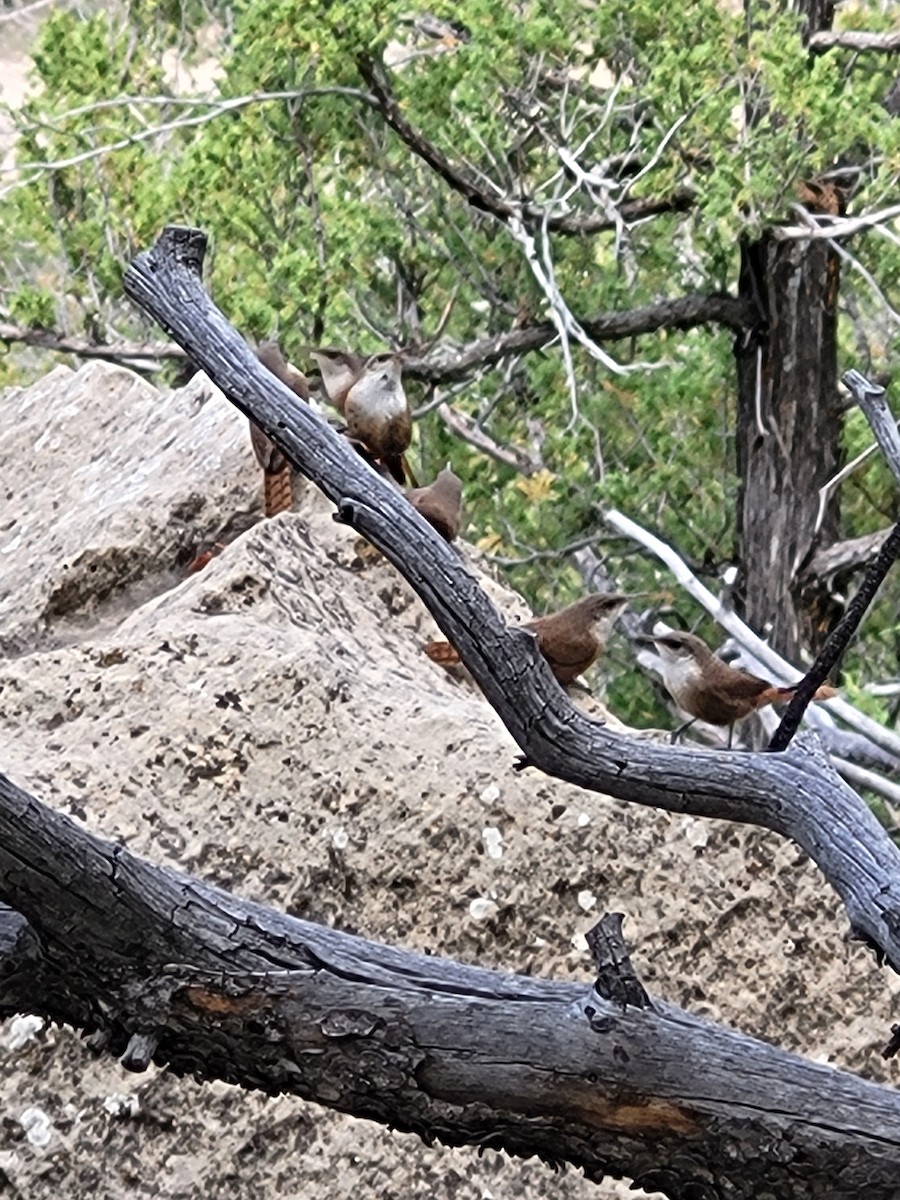 Canyon Wren - ML638716702