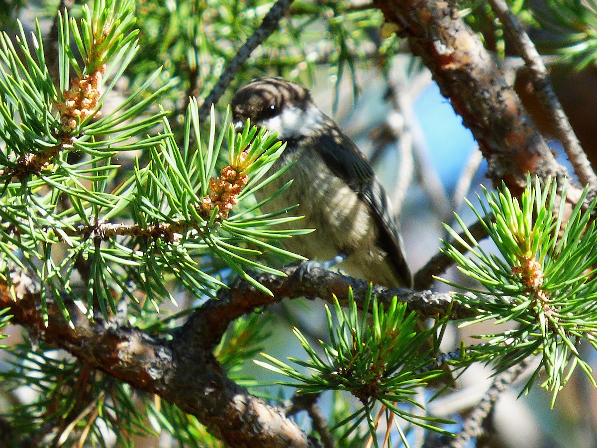 Gray-headed Chickadee - ML638716715