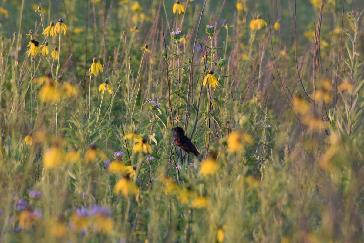 Orchard Oriole - ML638716744