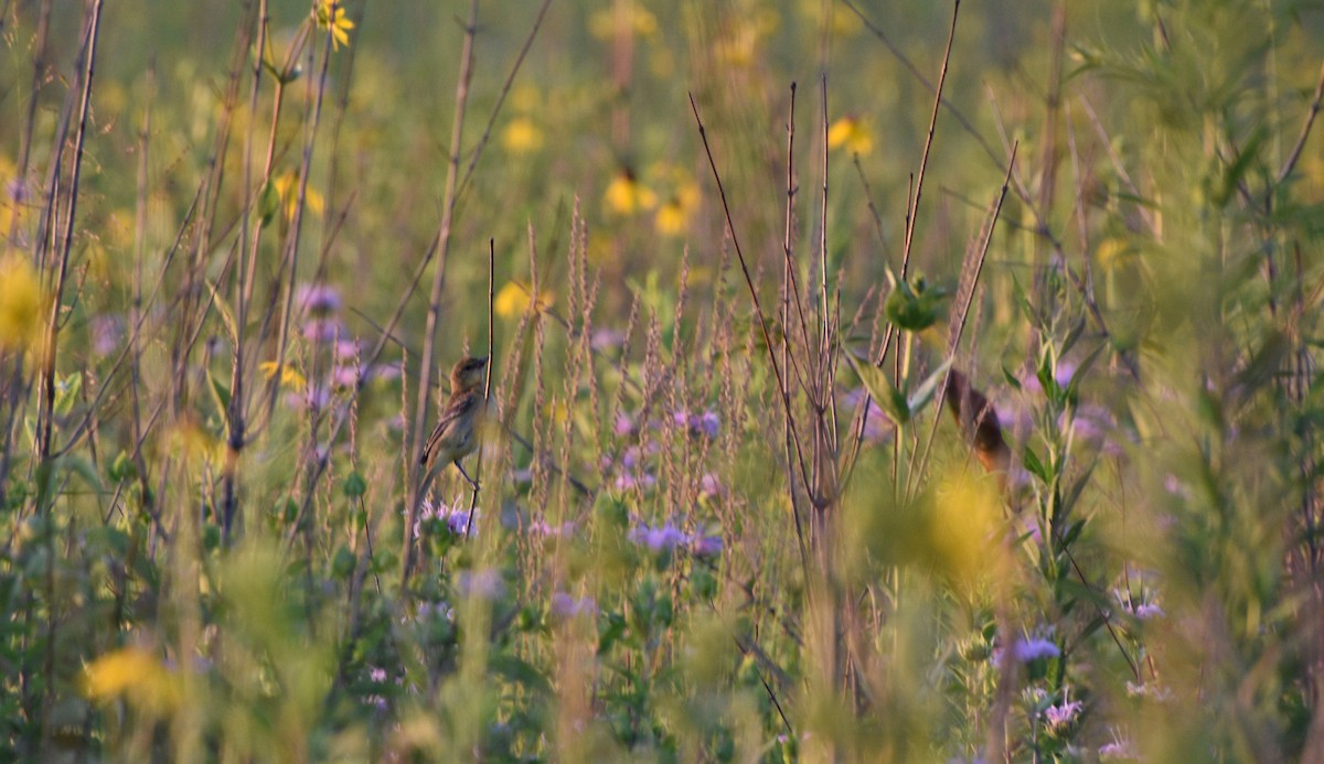 Orchard Oriole - ML638716745