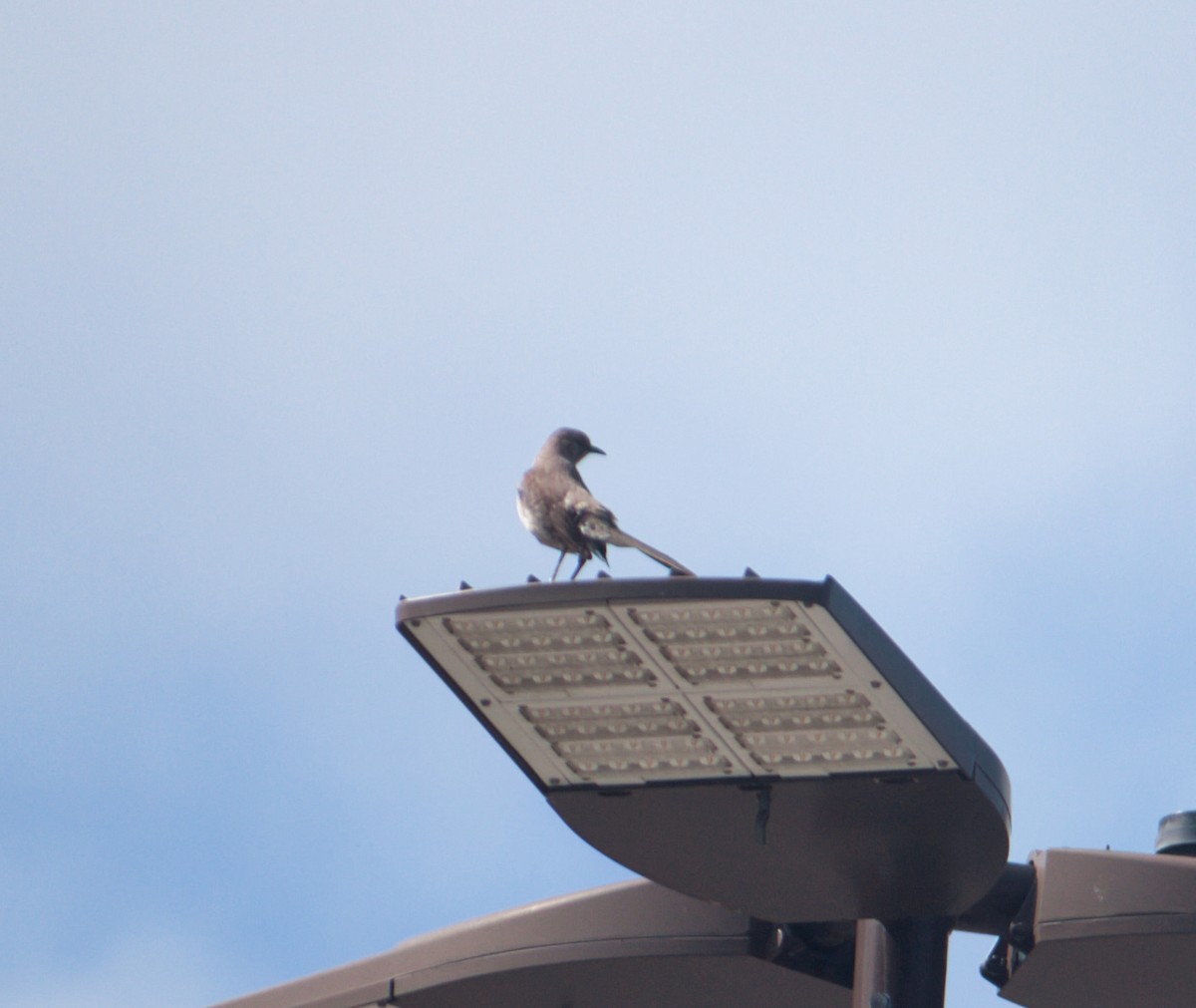 Northern Mockingbird - ML638716747