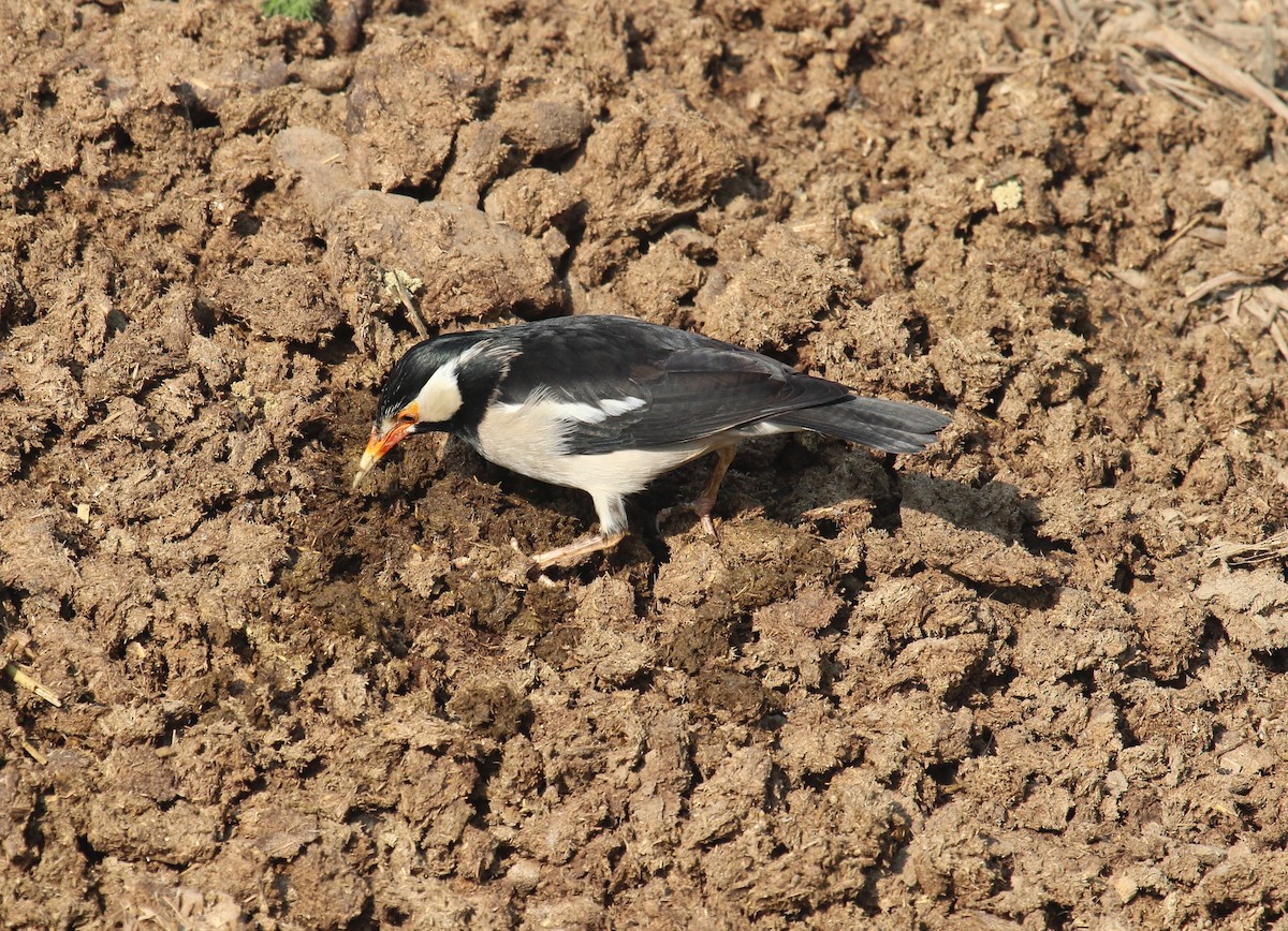 印度鵲椋鳥 - ML638716762