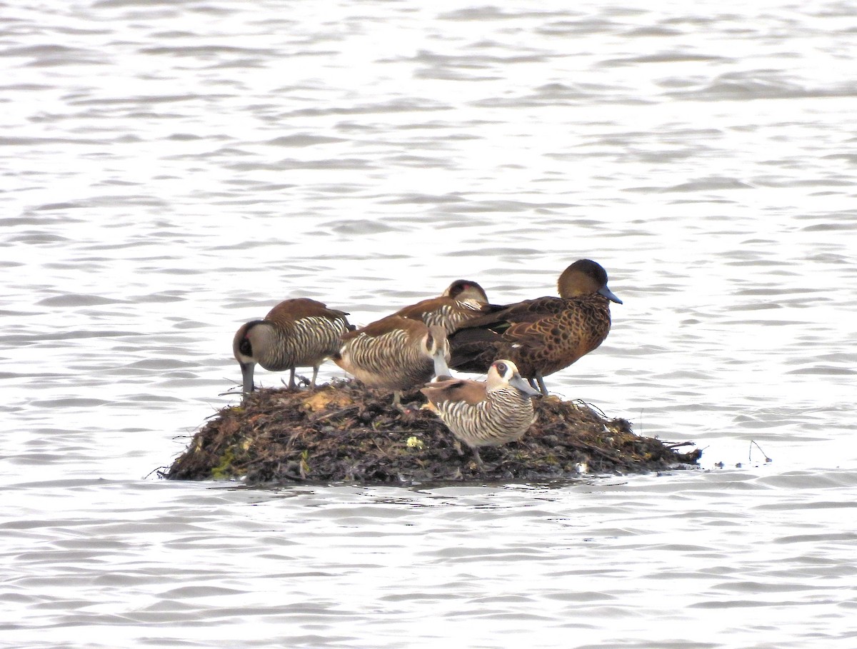 Pink-eared Duck - ML638716764