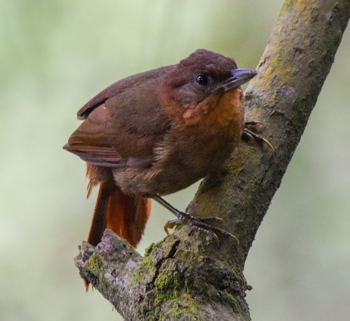 glostrupeløvgransker (rubiginosus gr.) - ML638716796