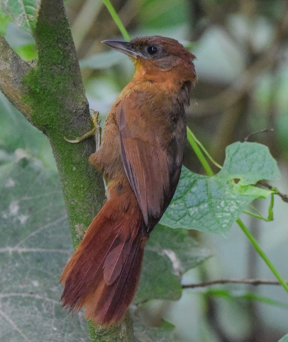 glostrupeløvgransker (rubiginosus gr.) - ML638716798