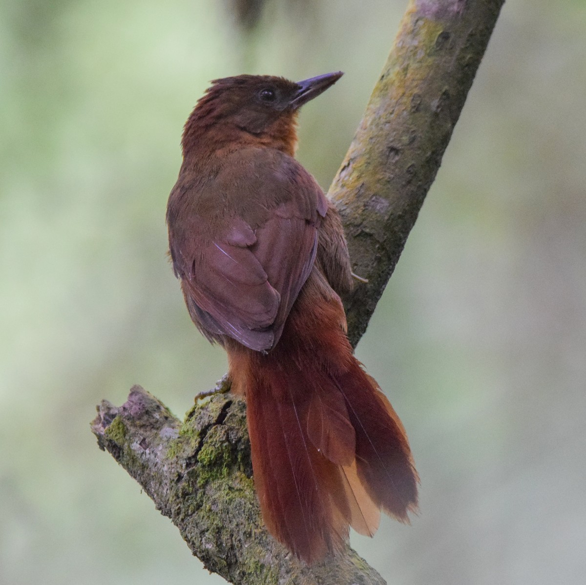 glostrupeløvgransker (rubiginosus gr.) - ML638716799