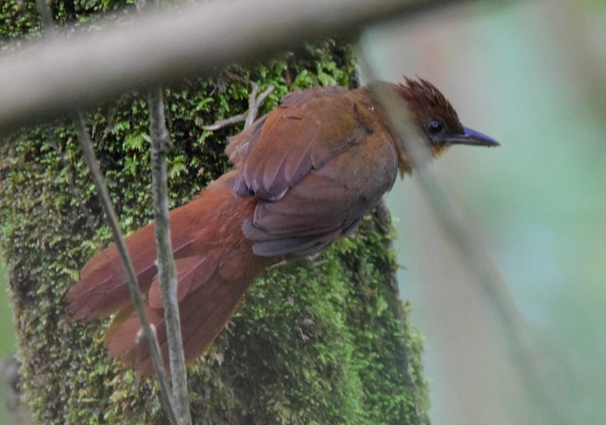 glostrupeløvgransker (rubiginosus gr.) - ML638716800