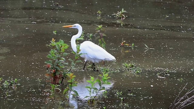Great Egret - ML638716807