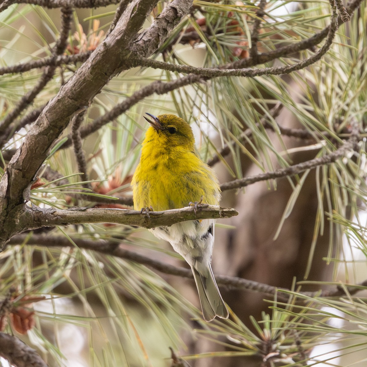 Pine Warbler - ML638716881
