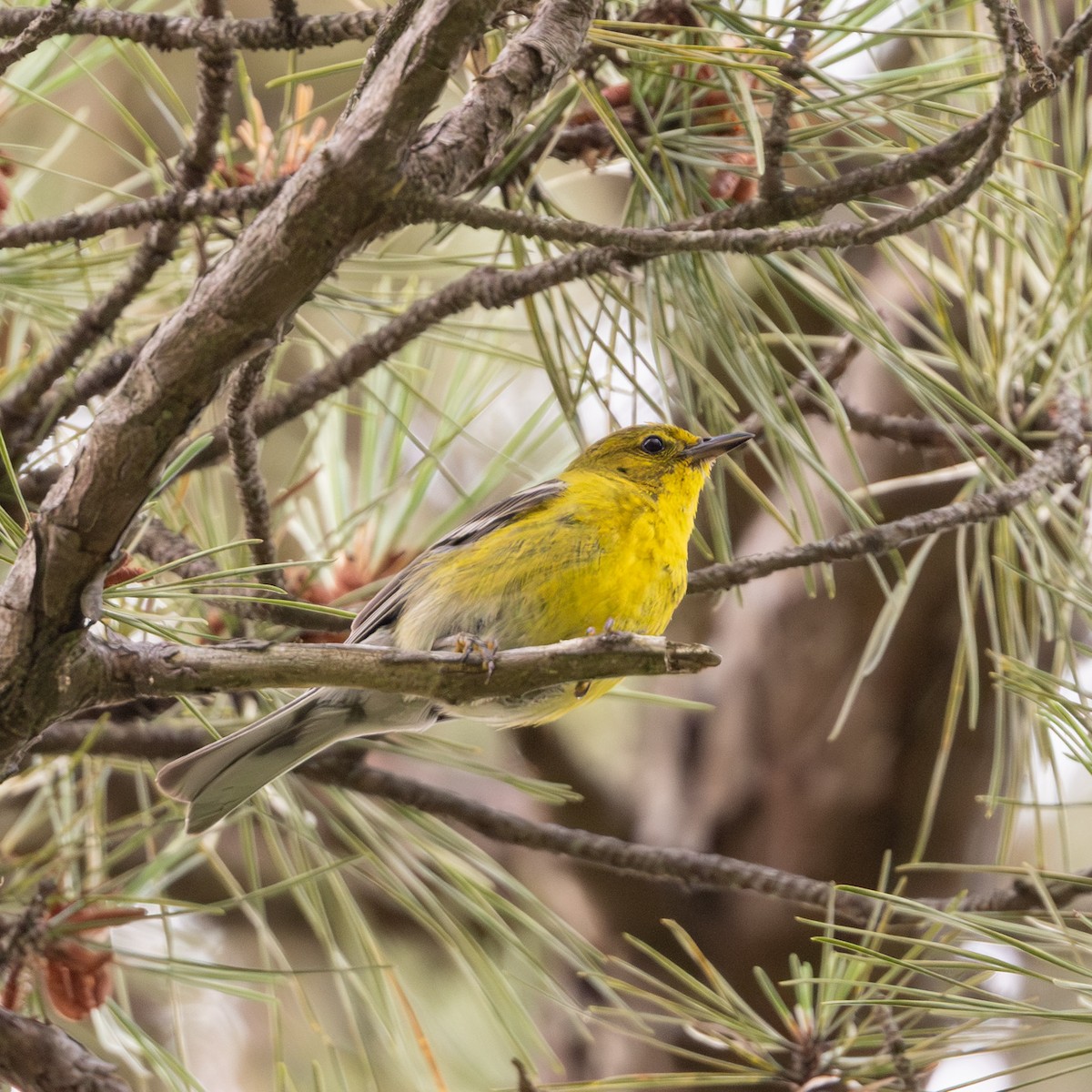 Pine Warbler - ML638716882