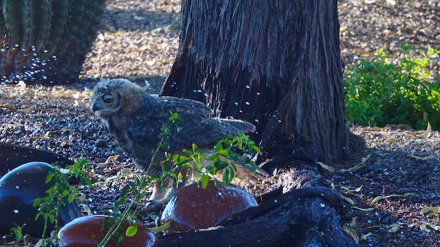 Great Horned Owl - ML638716905