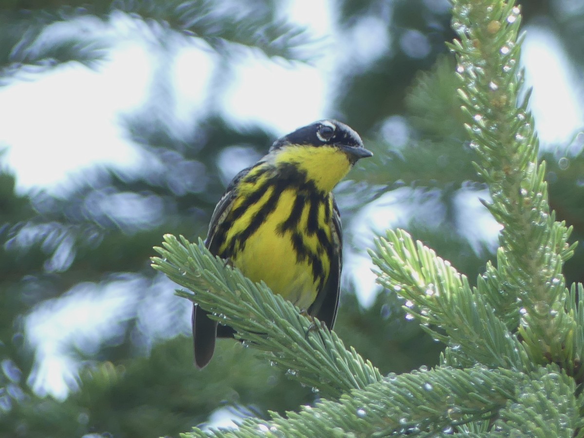 Magnolia Warbler - ML638716924