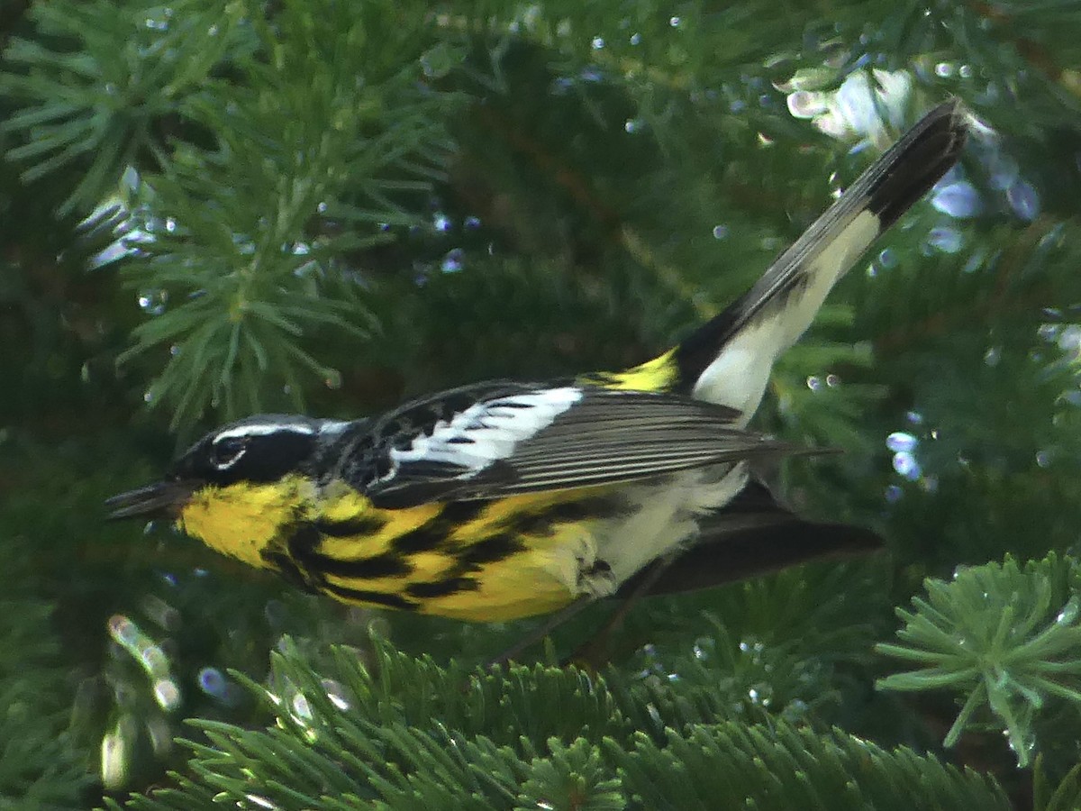 Magnolia Warbler - ML638716926