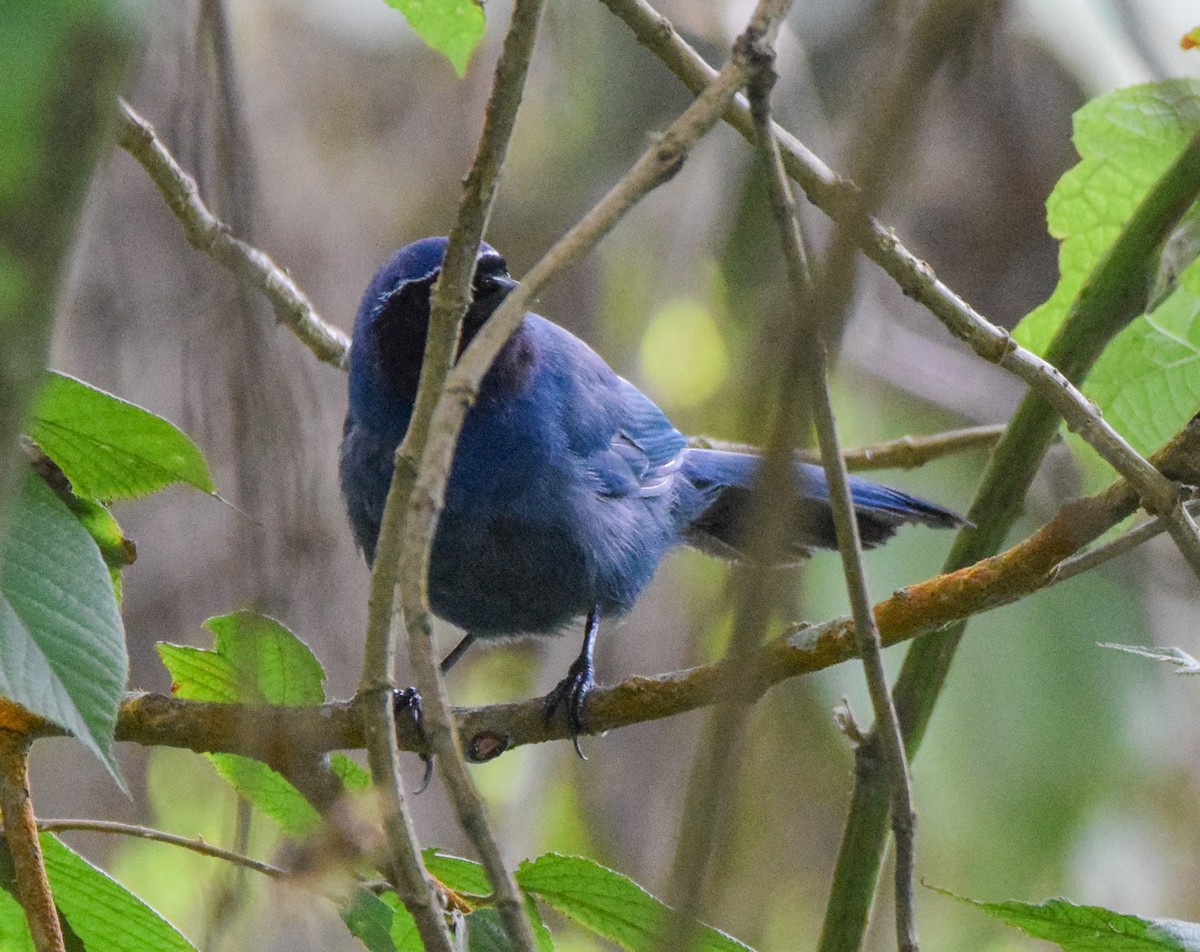 mayaskrike - ML638716946