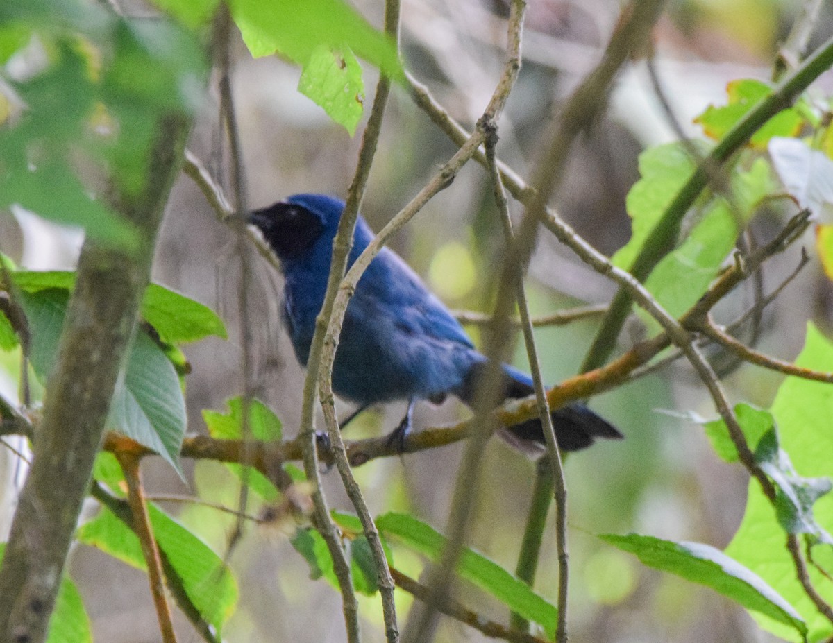 mayaskrike - ML638716947