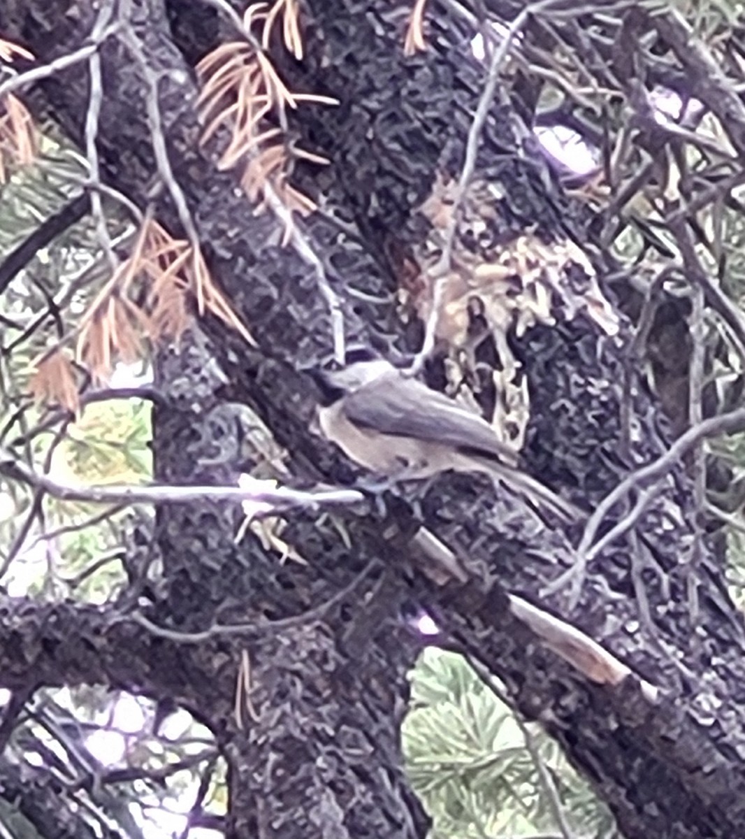 Mountain Chickadee - ML638716948