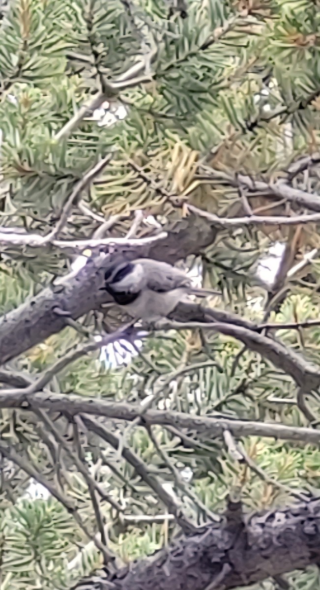 Mountain Chickadee - ML638716949