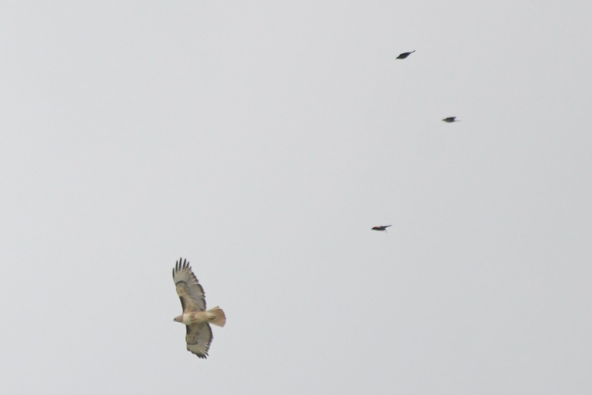 Red-tailed Hawk - ML638716955