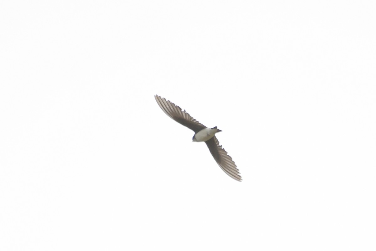 Tree Swallow - ML638716998