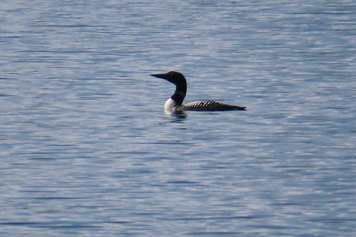 Common Loon - ML638717031