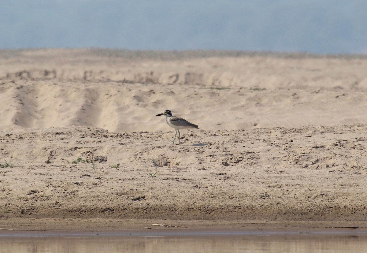 Great Thick-knee - ML638717038