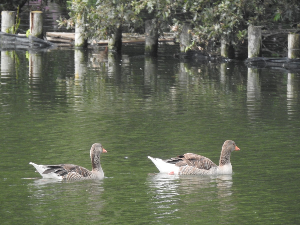 Graylag Goose - ML638717039