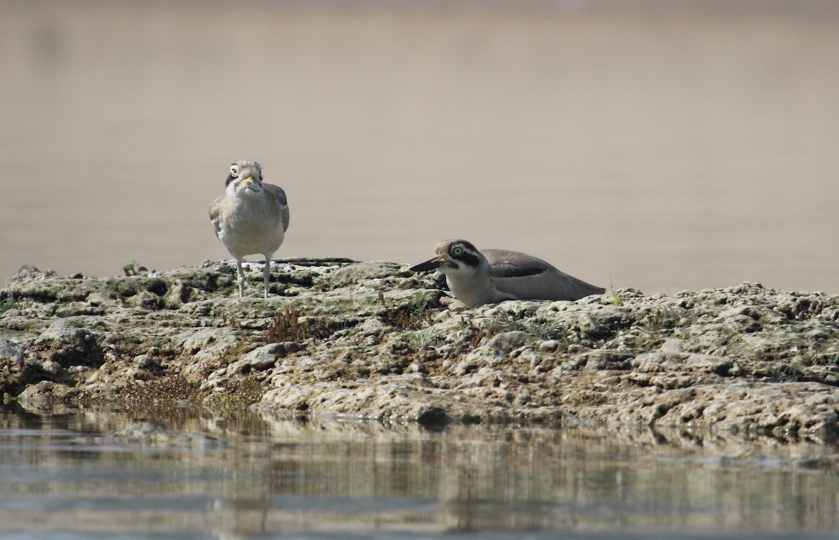 Great Thick-knee - ML638717042