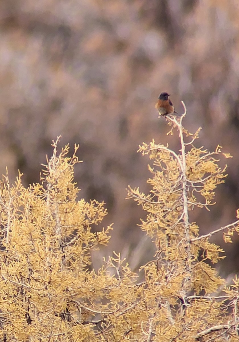 Western Bluebird - ML638717050