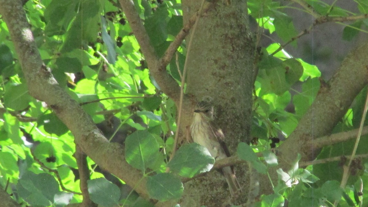 Spotted Flycatcher - ML638717061