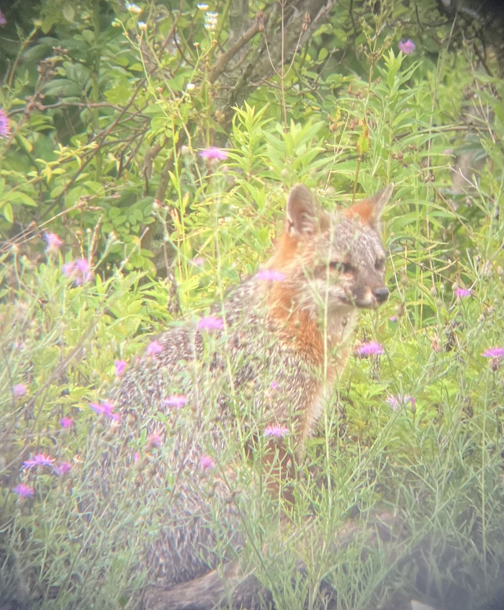 Eastern Gray Fox - ML638717066