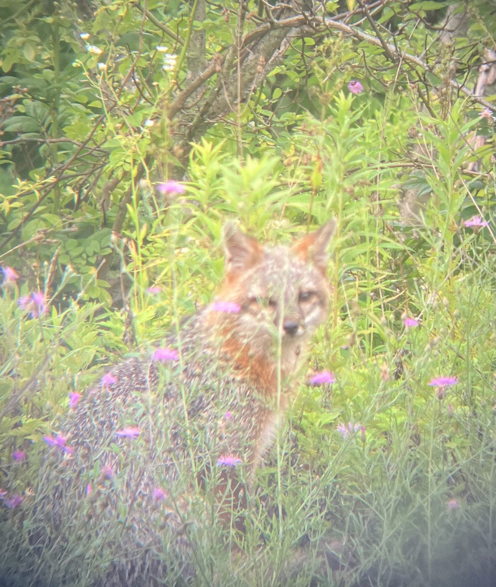 Eastern Gray Fox - ML638717067
