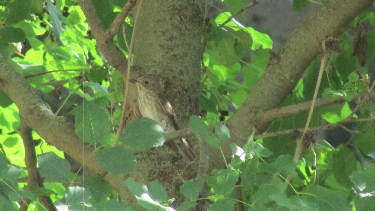 Spotted Flycatcher - ML638717068
